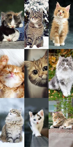 Download Cute Cat Wallpapers Terbaru – Wallpaper Kucing Lucu Gratis - Screenshot 21