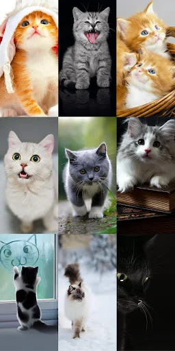 Download Cute Cat Wallpapers Terbaru – Wallpaper Kucing Lucu Gratis - Screenshot 23